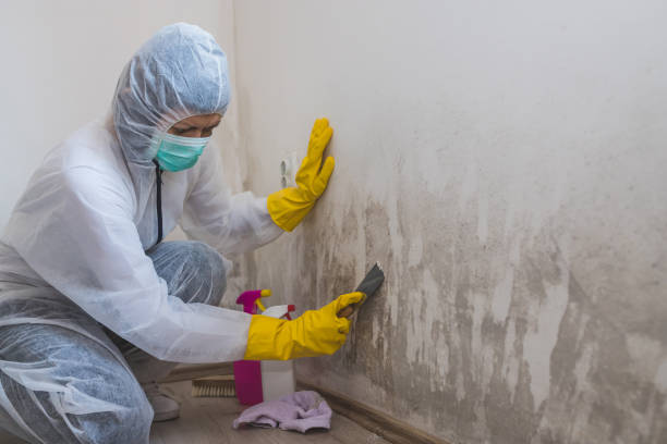 Best Black Mold Removal  in Holley, FL